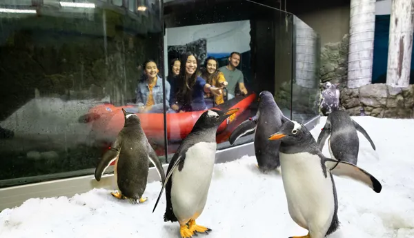 Penguin Expedition (4)