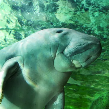 Dugong4